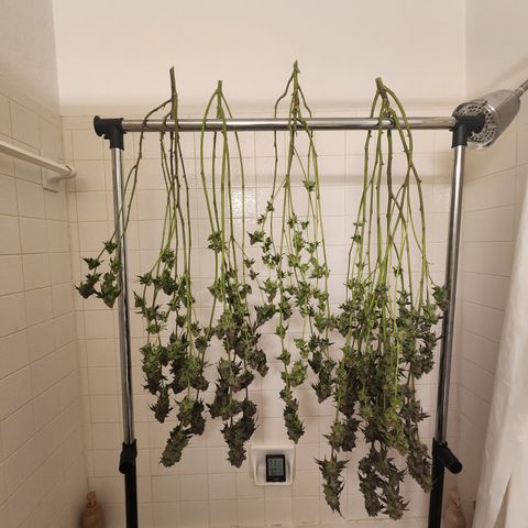 Udder Madness growlog timeline photo