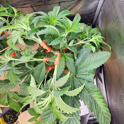 Copycat Genetics: Blueberry Pancakes growlog timeline photo