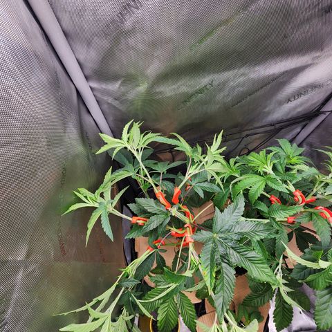 CopyCat Genetics: Peachy Queen S1 growlog timeline photo