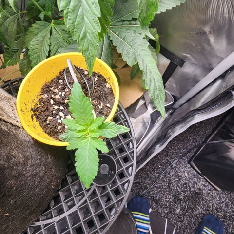 Humbolt x Phenohunter: Vanilla Frosting x Gelato growlog timeline photo