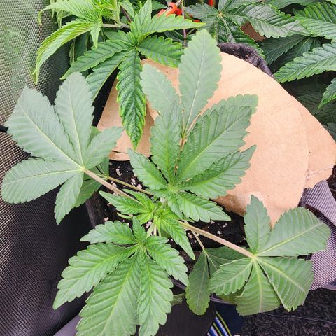 G-LICIOUS  growlog timeline photo