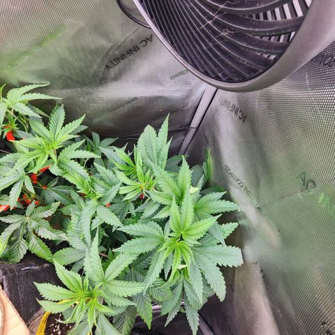 Copycat Genetics: Blueberry Pancakes growlog timeline photo
