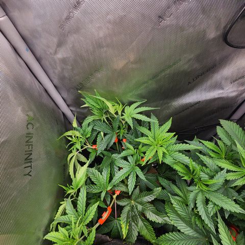 CopyCat Genetics: Peachy Queen S1 growlog timeline photo