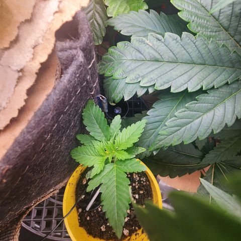 Humbolt x Phenohunter: Vanilla Frosting x Gelato growlog timeline photo
