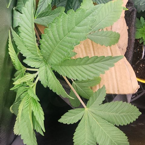 G-LICIOUS  growlog timeline photo