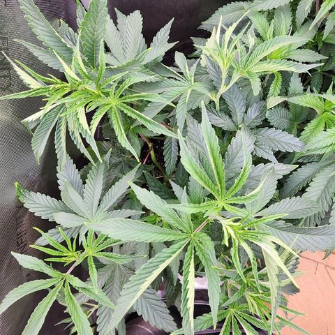 CopyCat Genetics: Peachy Queen S1 growlog timeline photo