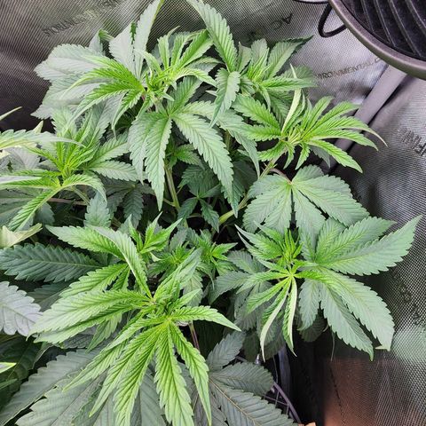 Copycat Genetics: Blueberry Pancakes growlog timeline photo