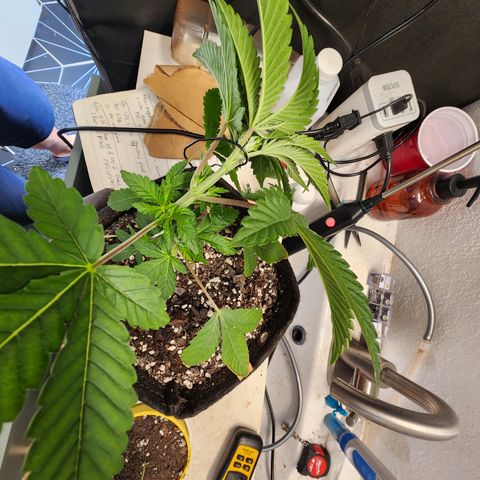 G-LICIOUS  growlog timeline photo