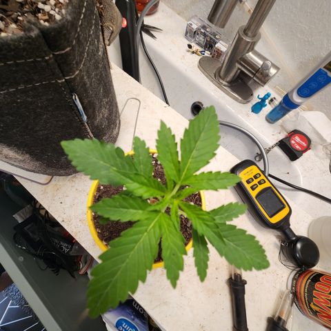 Humbolt x Phenohunter: Vanilla Frosting x Gelato growlog timeline photo