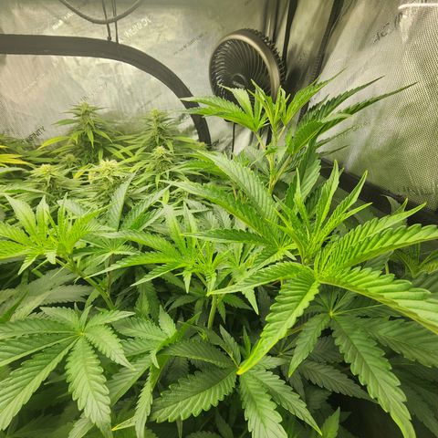 Copycat Genetics: Blueberry Pancakes growlog timeline photo