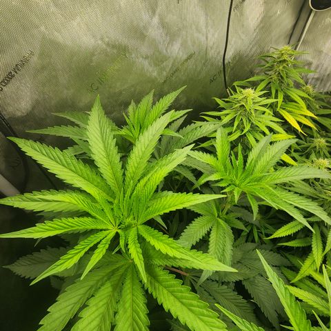 CopyCat Genetics: Peachy Queen S1 growlog timeline photo