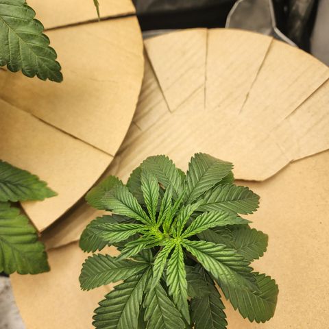 Humbolt x Phenohunter: Vanilla Frosting x Gelato growlog timeline photo