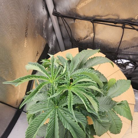 G-LICIOUS  growlog timeline photo