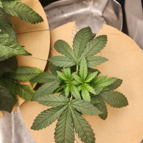 Humbolt x Phenohunter: Vanilla Frosting x Gelato growlog timeline photo