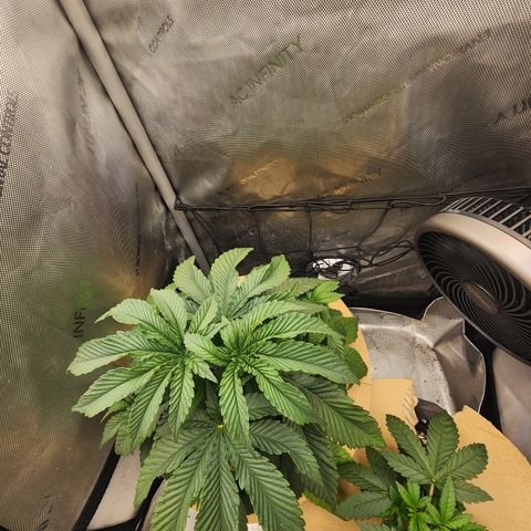 G-LICIOUS  growlog timeline photo