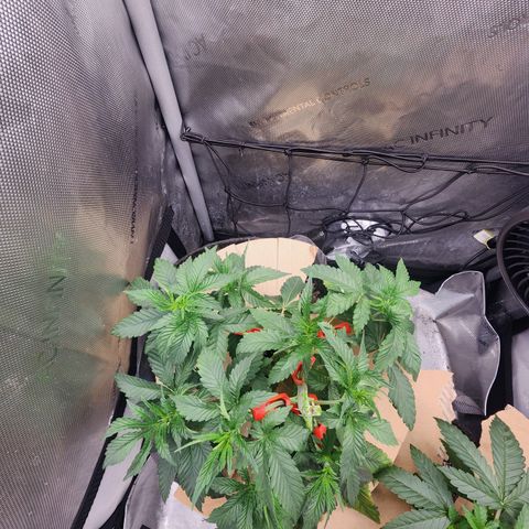 G-LICIOUS  growlog timeline photo