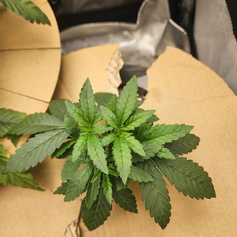 Humbolt x Phenohunter: Vanilla Frosting x Gelato growlog timeline photo