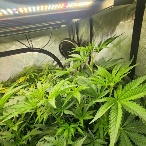 Copycat Genetics: Blueberry Pancakes growlog timeline photo