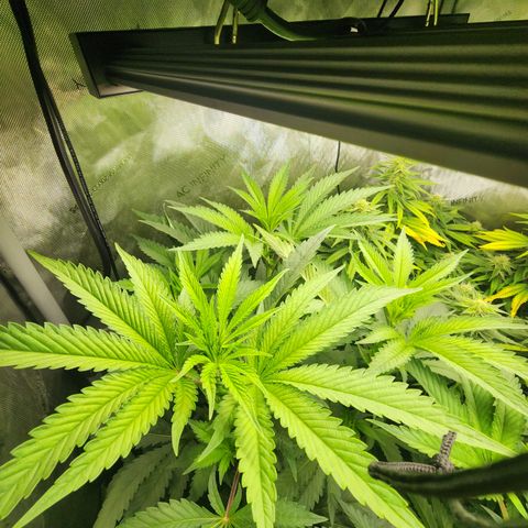 CopyCat Genetics: Peachy Queen S1 growlog timeline photo