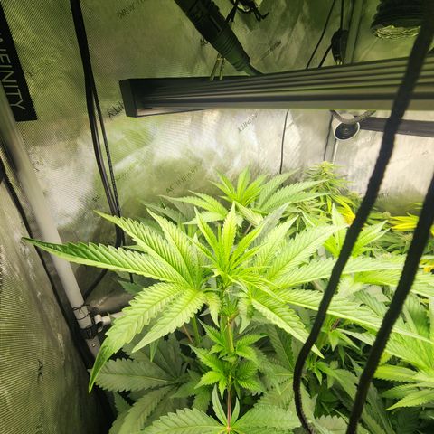 CopyCat Genetics: Peachy Queen S1 growlog timeline photo