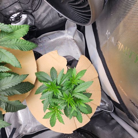 Humbolt x Phenohunter: Vanilla Frosting x Gelato growlog timeline photo