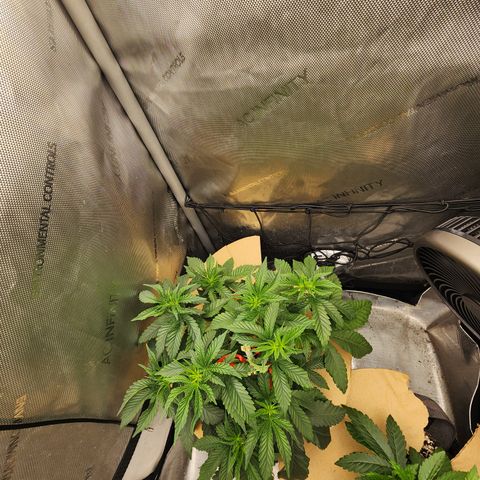 G-LICIOUS  growlog timeline photo