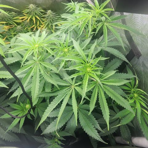 Copycat Genetics: Blueberry Pancakes growlog timeline photo