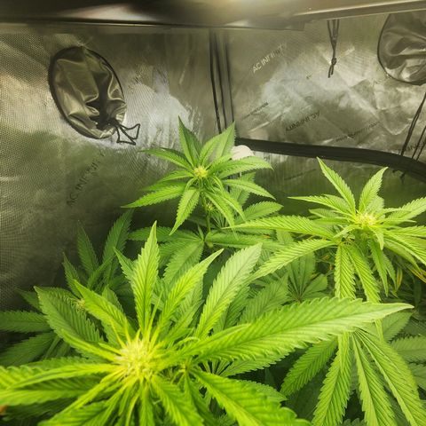 CopyCat Genetics: Peachy Queen S1 growlog timeline photo