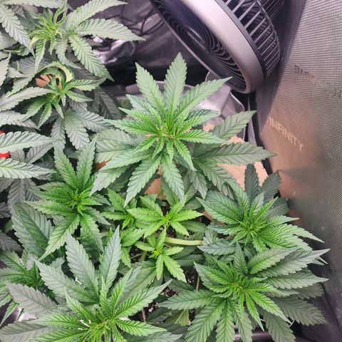 Humbolt x Phenohunter: Vanilla Frosting x Gelato growlog timeline photo