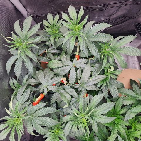 G-LICIOUS  growlog timeline photo