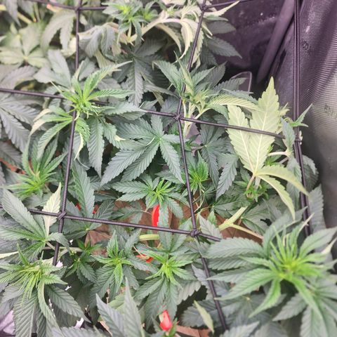 Humbolt x Phenohunter: Vanilla Frosting x Gelato growlog timeline photo