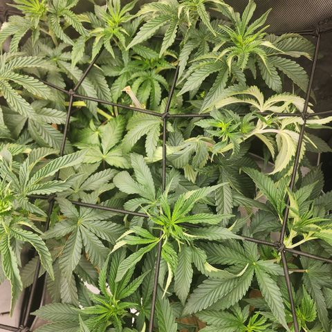 G-LICIOUS  growlog timeline photo