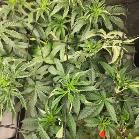 G-LICIOUS  growlog timeline photo