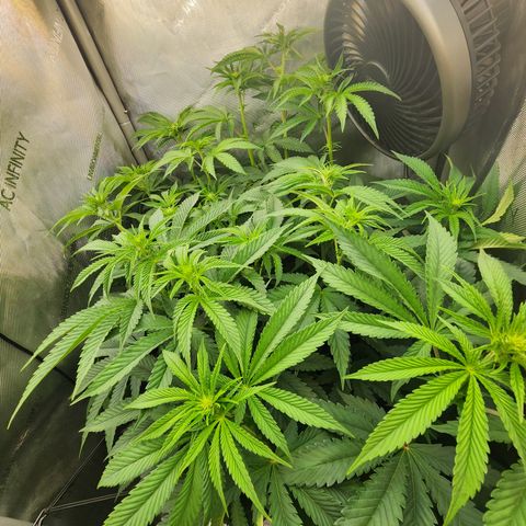 Humbolt x Phenohunter: Vanilla Frosting x Gelato growlog timeline photo