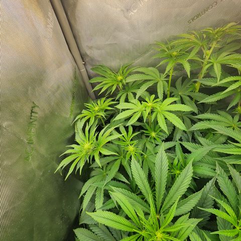 G-LICIOUS  growlog timeline photo