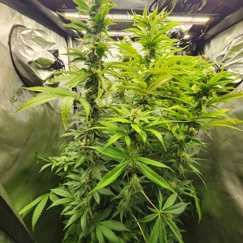 Copycat Genetics: Blueberry Pancakes growlog timeline photo