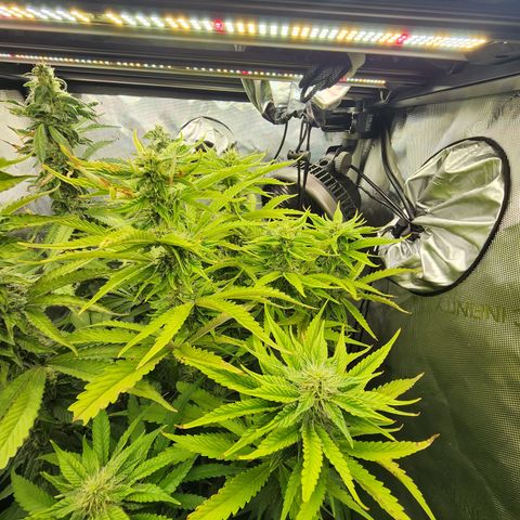 Copycat Genetics: Blueberry Pancakes growlog timeline photo