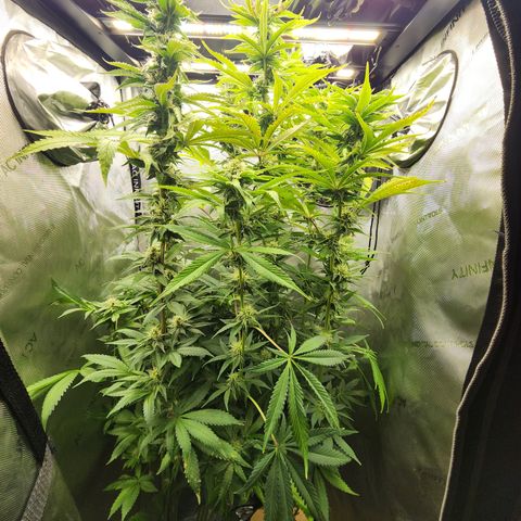 CopyCat Genetics: Peachy Queen S1 growlog timeline photo