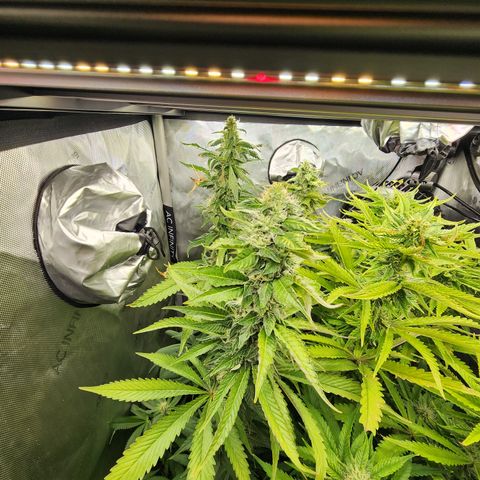 CopyCat Genetics: Peachy Queen S1 growlog timeline photo