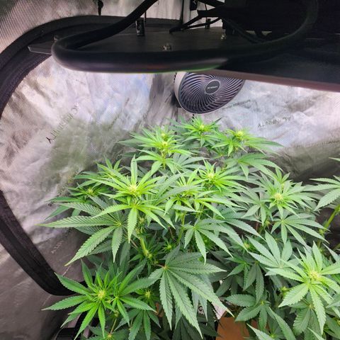 G-LICIOUS  growlog timeline photo
