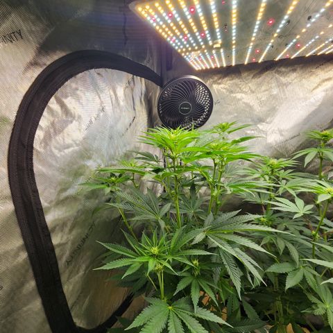 G-LICIOUS  growlog timeline photo