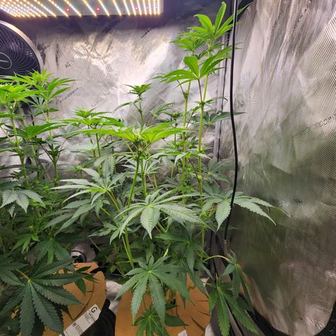 Humbolt x Phenohunter: Vanilla Frosting x Gelato growlog timeline photo