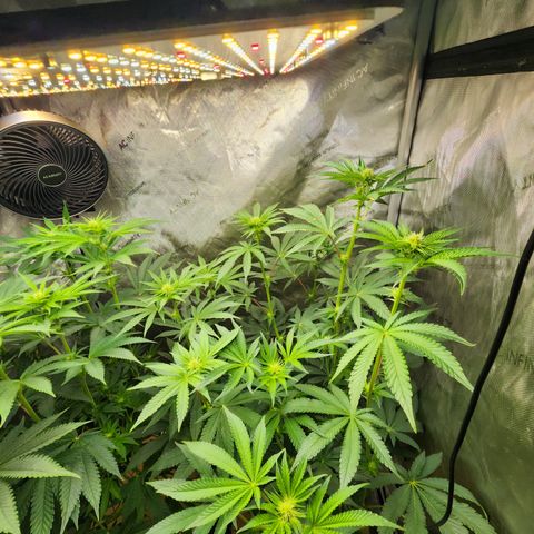 Humbolt x Phenohunter: Vanilla Frosting x Gelato growlog timeline photo