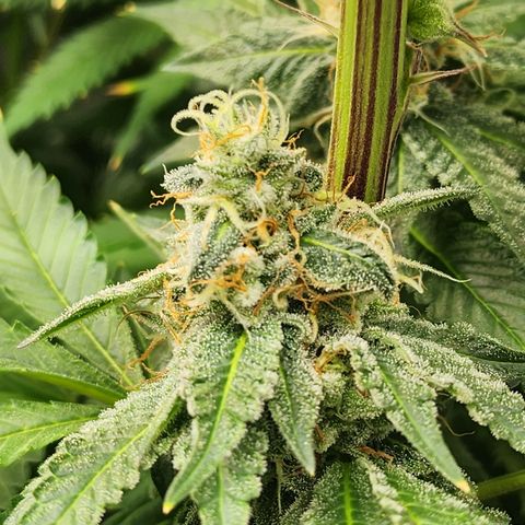 Copycat Genetics: Blueberry Pancakes growlog timeline photo
