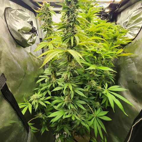 Copycat Genetics: Blueberry Pancakes growlog timeline photo