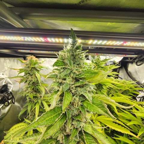 Copycat Genetics: Blueberry Pancakes growlog timeline photo