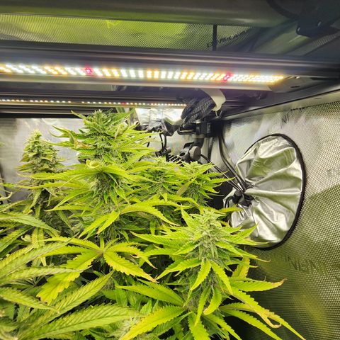 CopyCat Genetics: Peachy Queen S1 growlog timeline photo