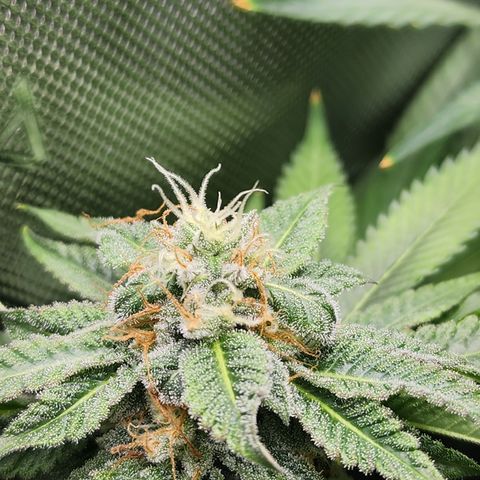 CopyCat Genetics: Peachy Queen S1 growlog timeline photo