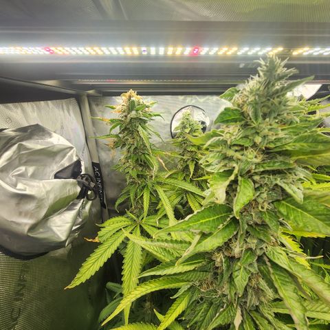 CopyCat Genetics: Peachy Queen S1 growlog timeline photo