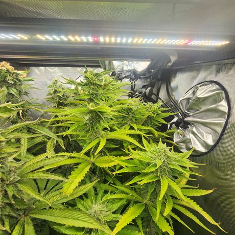 CopyCat Genetics: Peachy Queen S1 growlog timeline photo